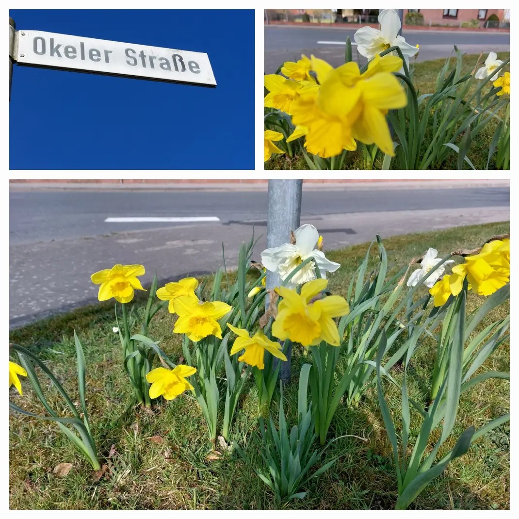 Umpflanzung der Straßenschilder – Foto 2