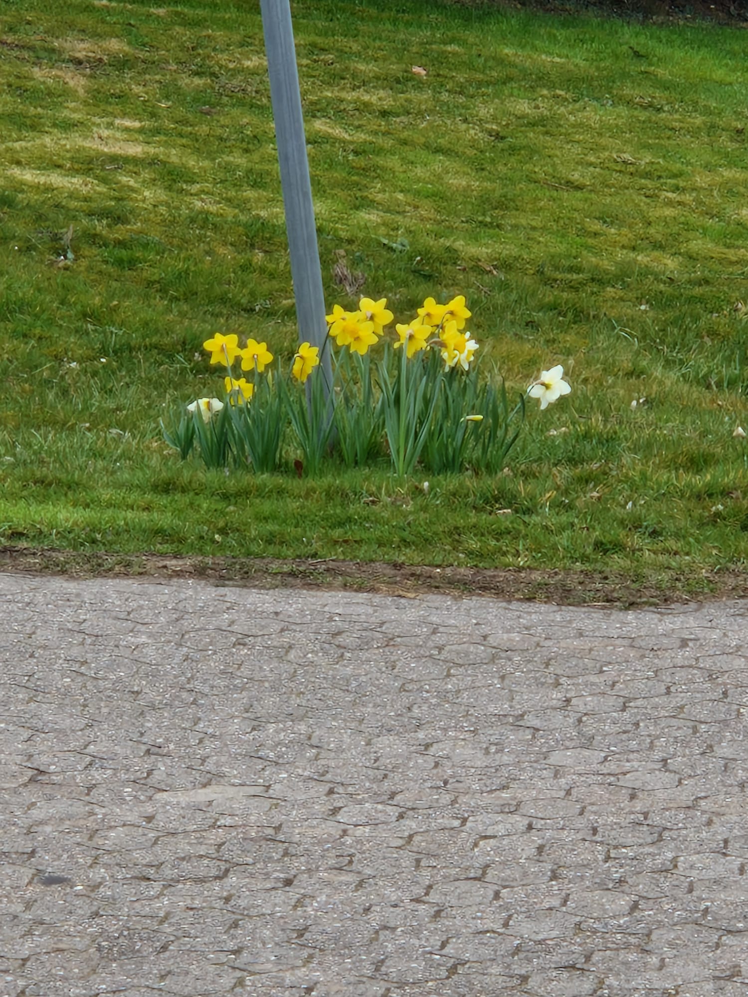 Umpflanzung der Straßenschilder – Foto 7